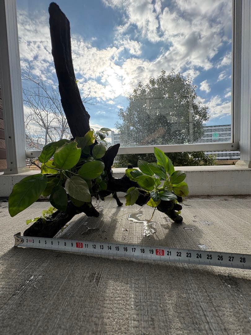 オザヤン⭐︎水槽用流木とアヌビアス　観葉植物のセット
