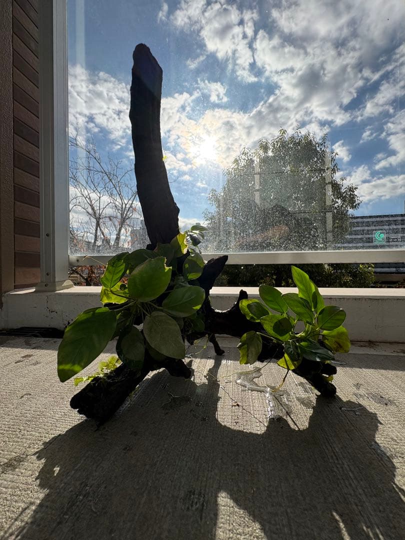 オザヤン⭐︎水槽用流木とアヌビアス　観葉植物のセット