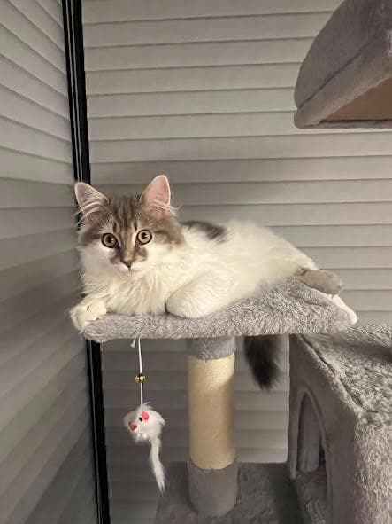 Mwpo キャットタワー ハンモック 多頭飼い 人気 据え置き スリム設計 大p