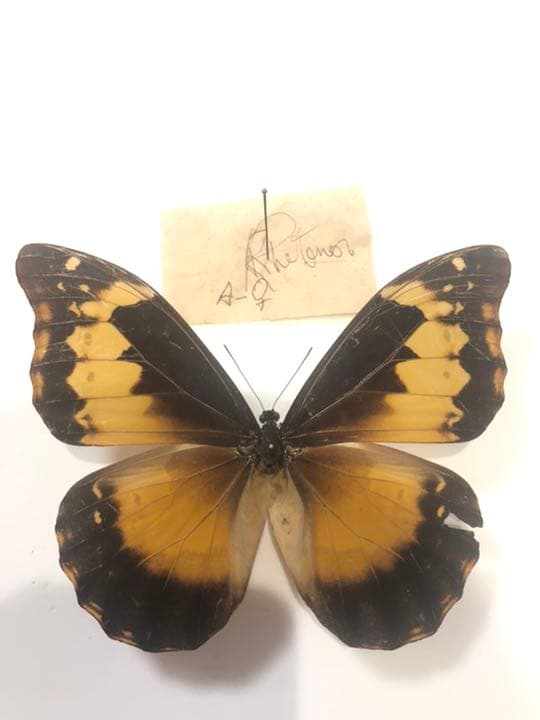 レテノールモルフォ！メス！標本！激レア！