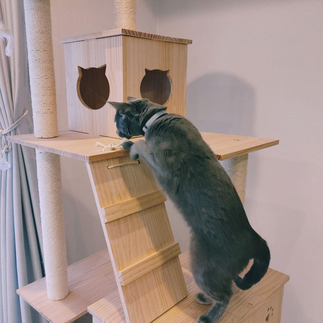 キャットタワー(限定品)新品 未使用品