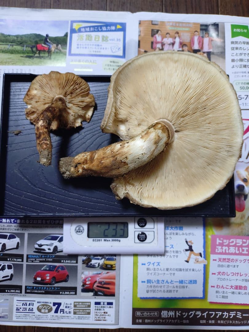 長野県　南信州産　松茸　207g