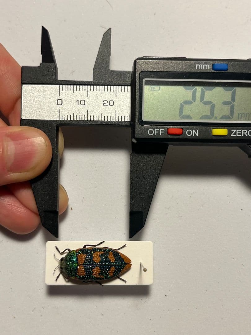 【25mm】アカモンアラメムカシタマムシ ロエイ　アラメムカシタマムシ標本