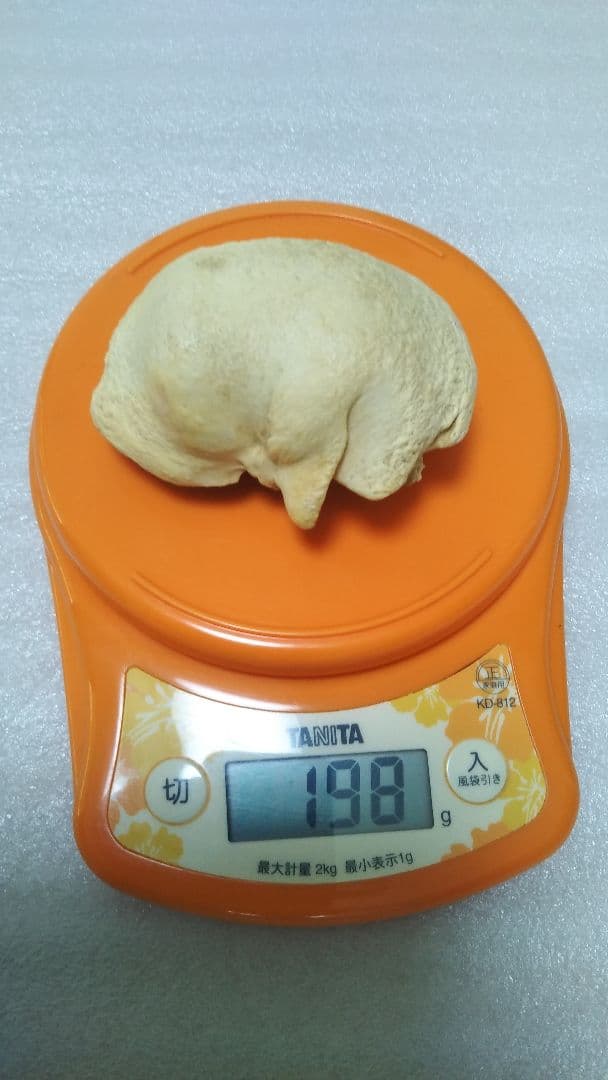 (値下げ)クジラ耳骨　希少両耳　天然美品