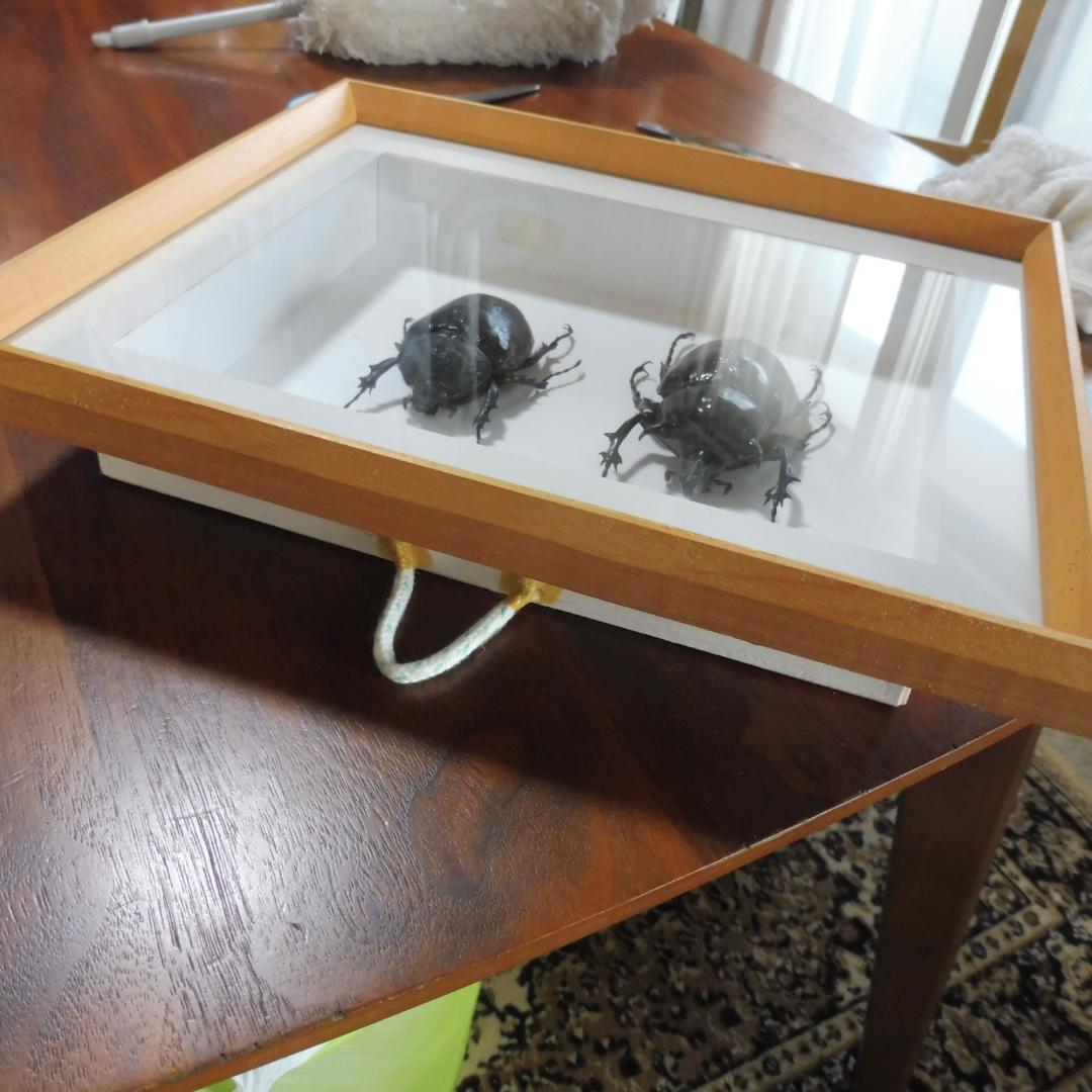 マルスゾウカブトの雌雄標本　額入り