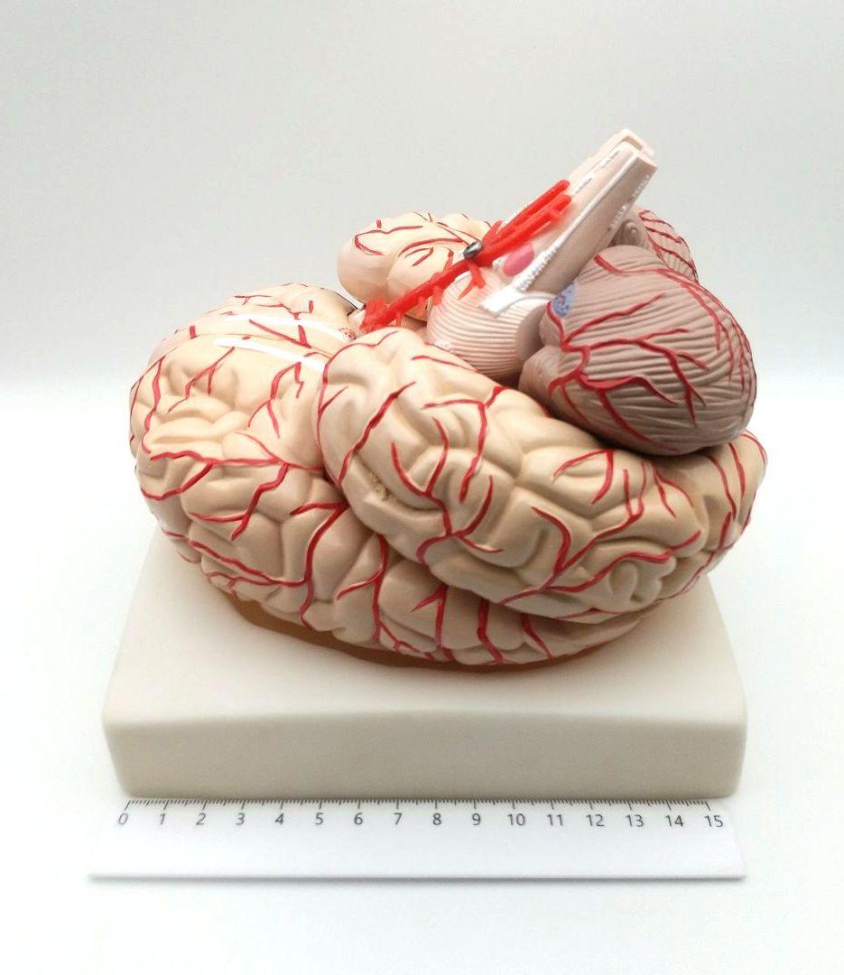 値下【美品】人脳８分割モデル 前頭葉 頭頂葉 側頭葉 後頭葉 脳幹 小脳 左右