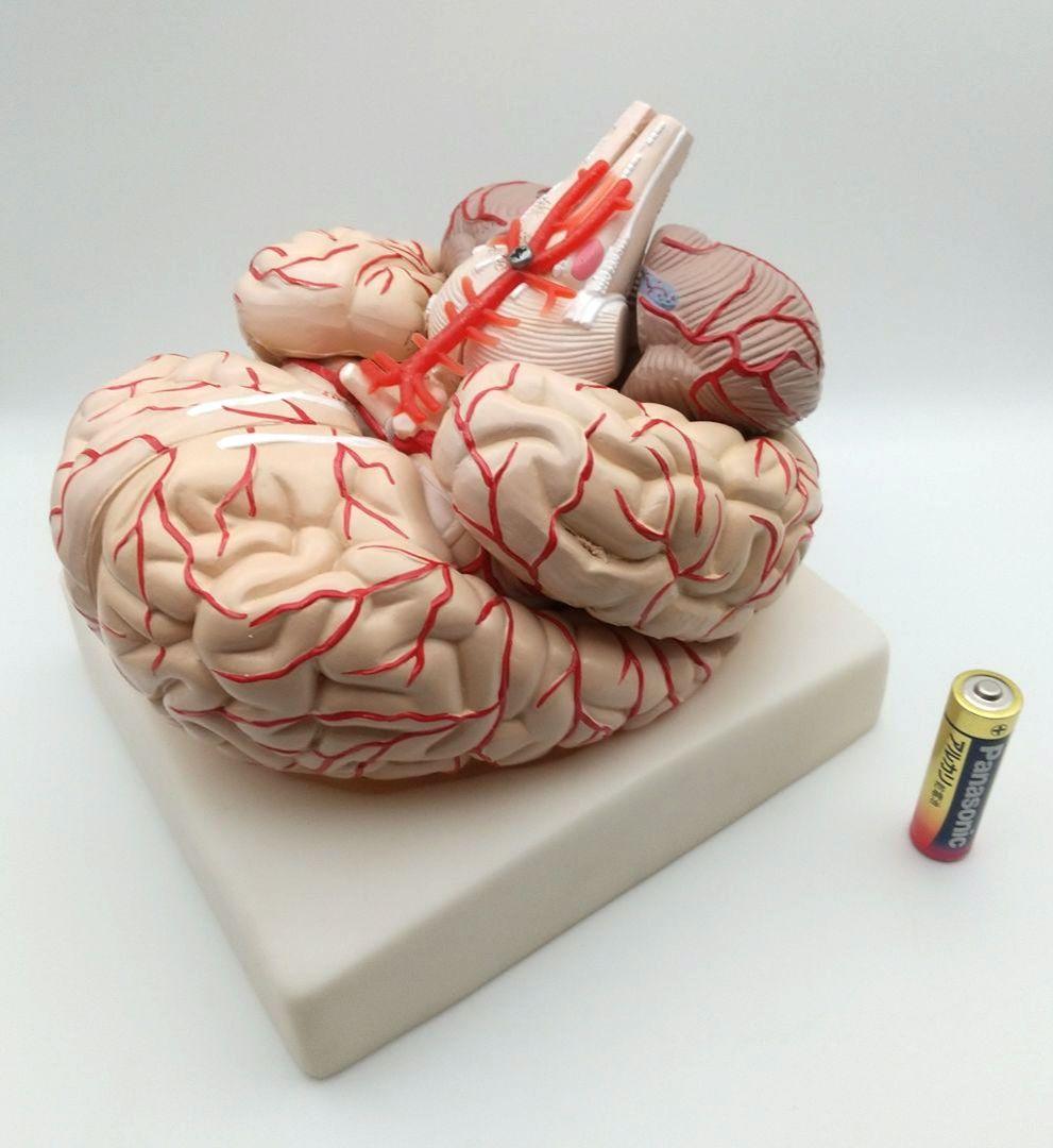 値下【美品】人脳８分割モデル 前頭葉 頭頂葉 側頭葉 後頭葉 脳幹 小脳 左右