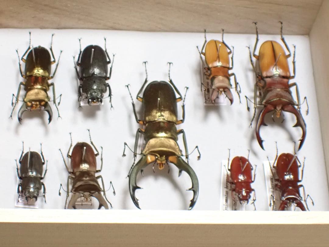 標本　キクロマトス4種　9頭セット　ブリード品