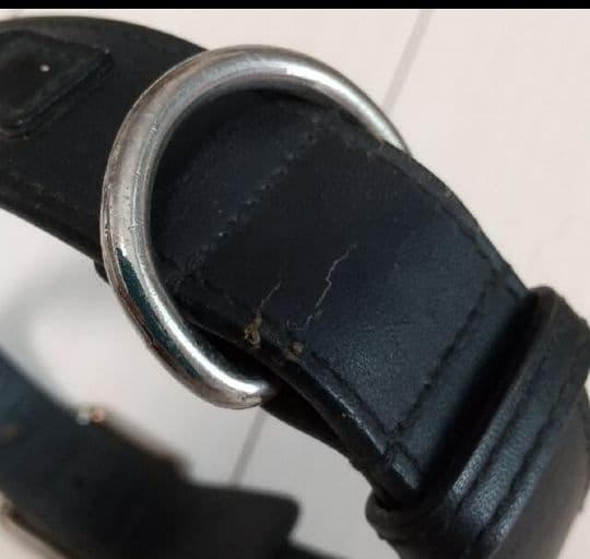 ちゅら　GUCCI 犬 首輪