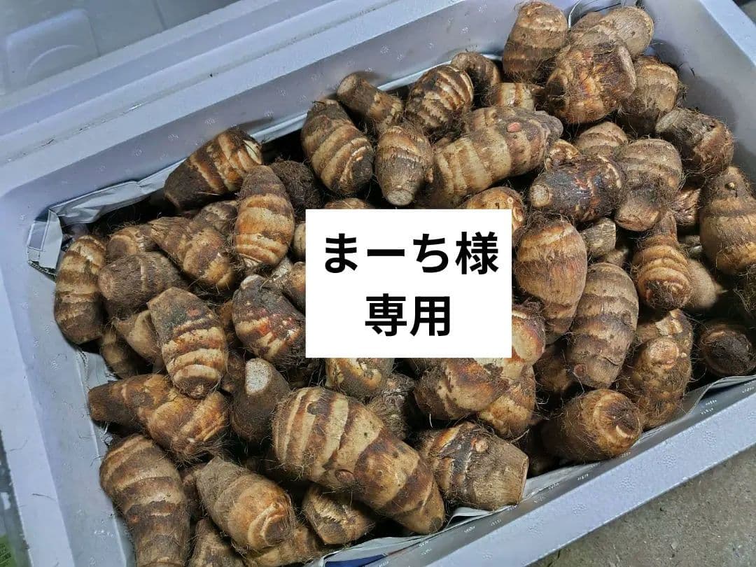 まーち様　海老芋　孫芋　大120個(7kg)