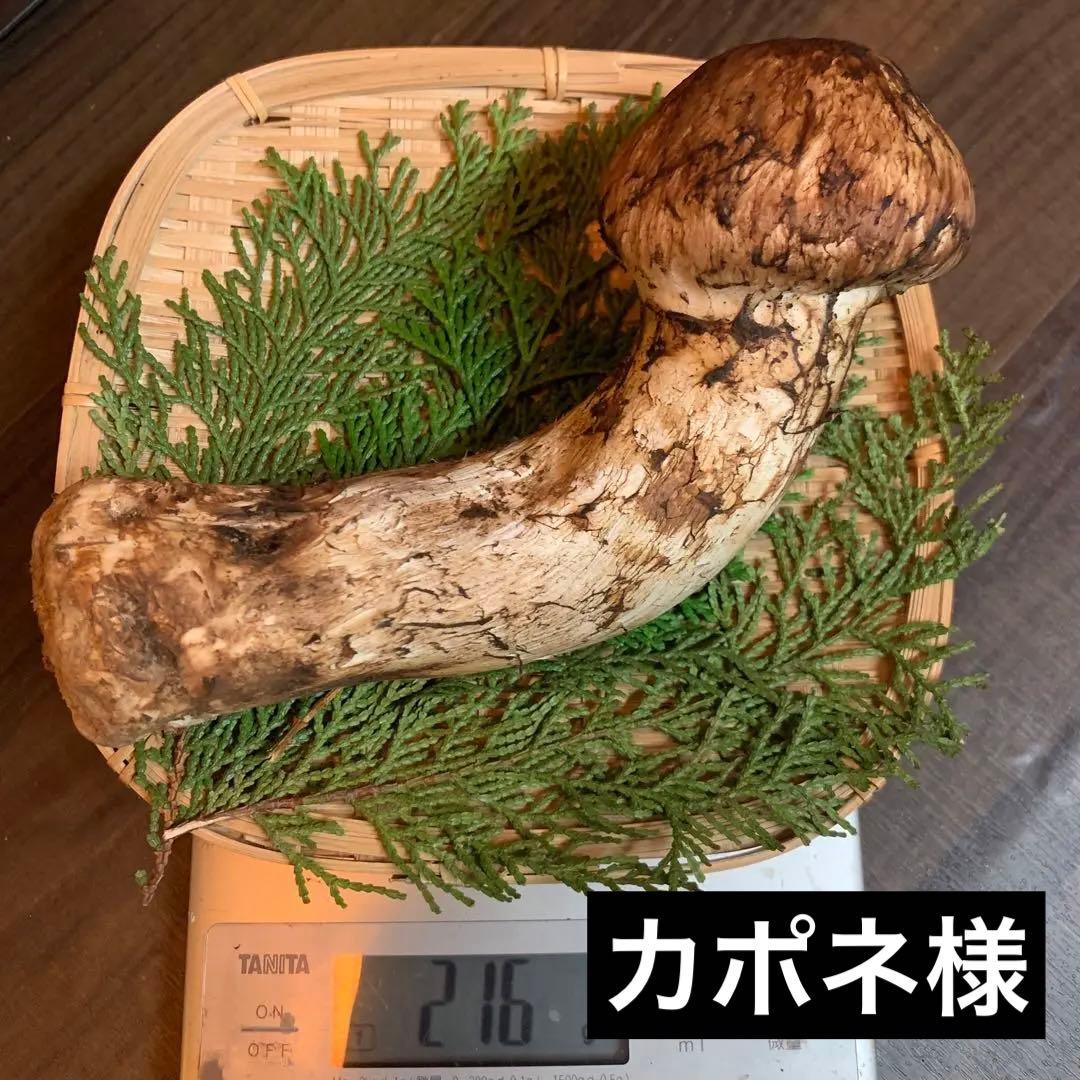 ⑨秀品極太【岩手県産天然松茸】収穫最終　国産松茸　つぼみ採れたて　216g 太い