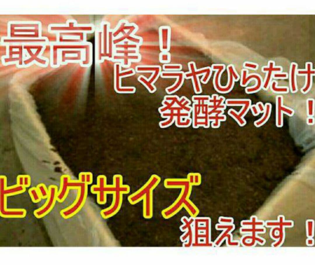 送料無料！80リットル　カブトムシ幼虫の餌！巨大化！ヒマラヤひらたけ発酵マット