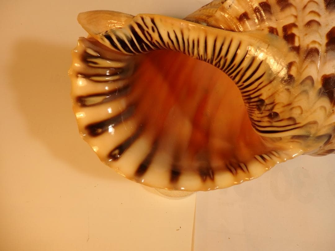 法螺貝 約39㎝ 木製歌口,新品 MH-478