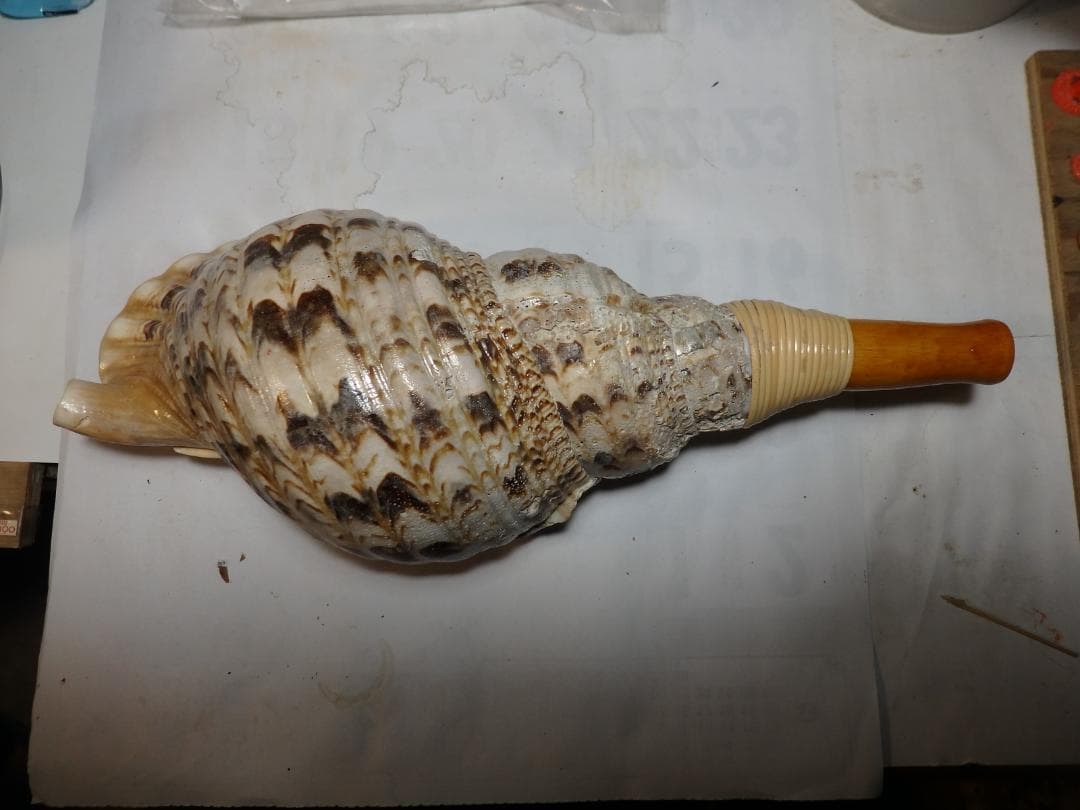 法螺貝 約39㎝ 木製歌口,新品 MH-478