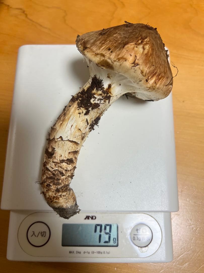 長野県　上伊那産　新鮮　松茸　 579g 国産松茸 かなりいいものです！！５本