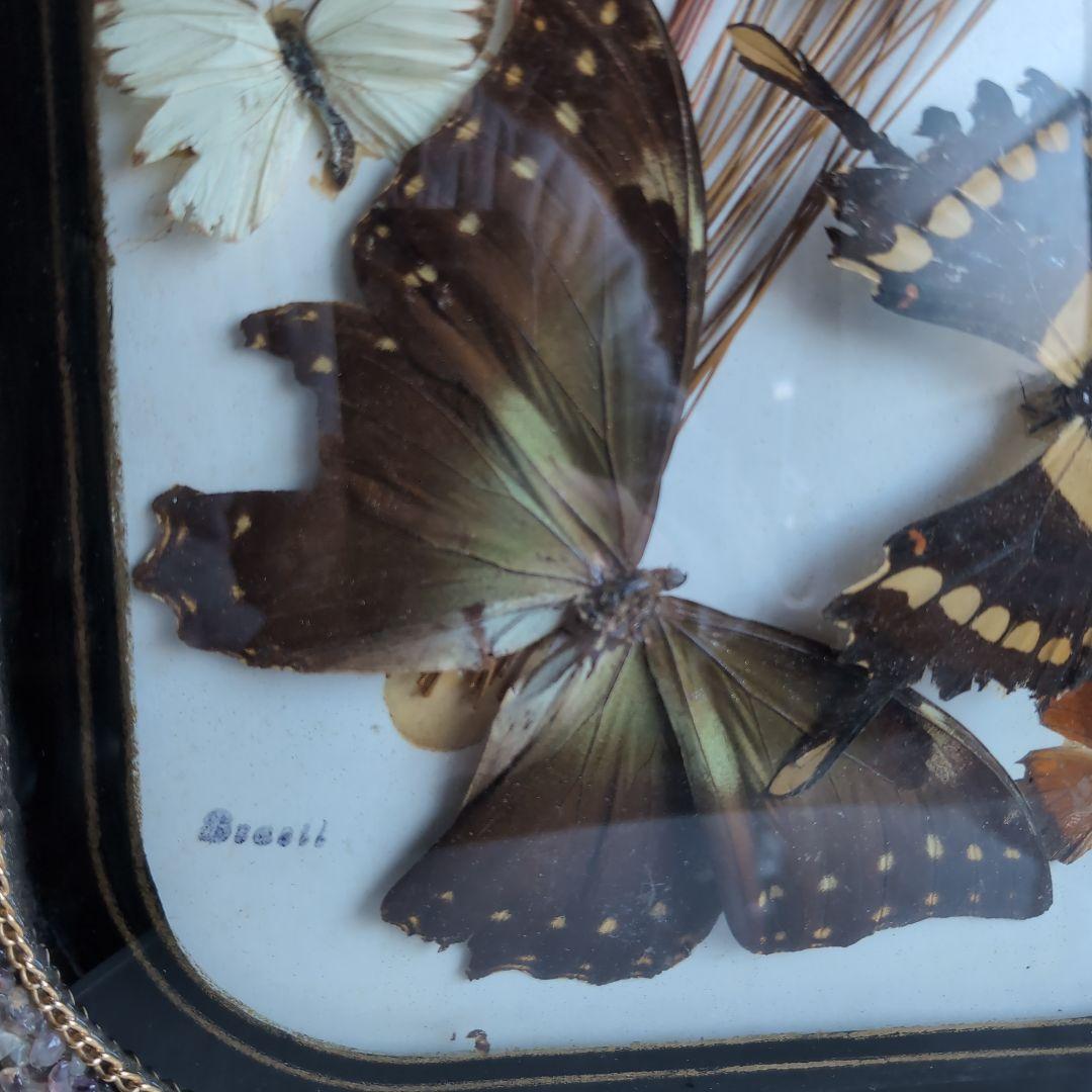 ブラジル 工芸品 蝶の標本 装飾石付きフレーム
