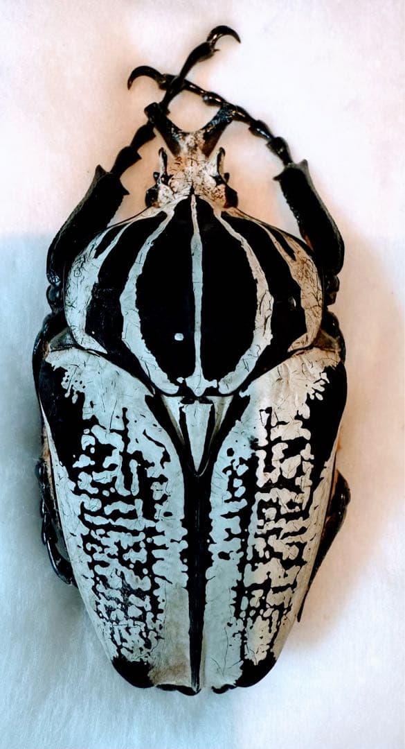 F*f様 カメルーン　ゴライアスオオツノハナムグリ　　約90mm