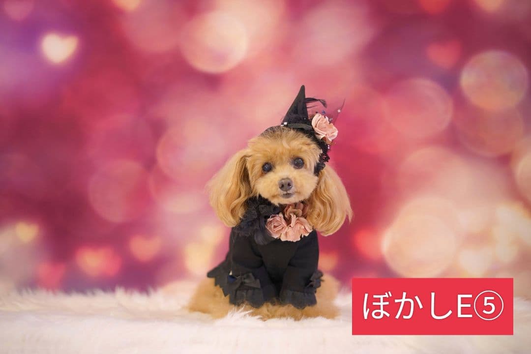 縦長　背景布×8+1　ペット撮影用ブース　トリミングチョーカー販売中　クリスマス