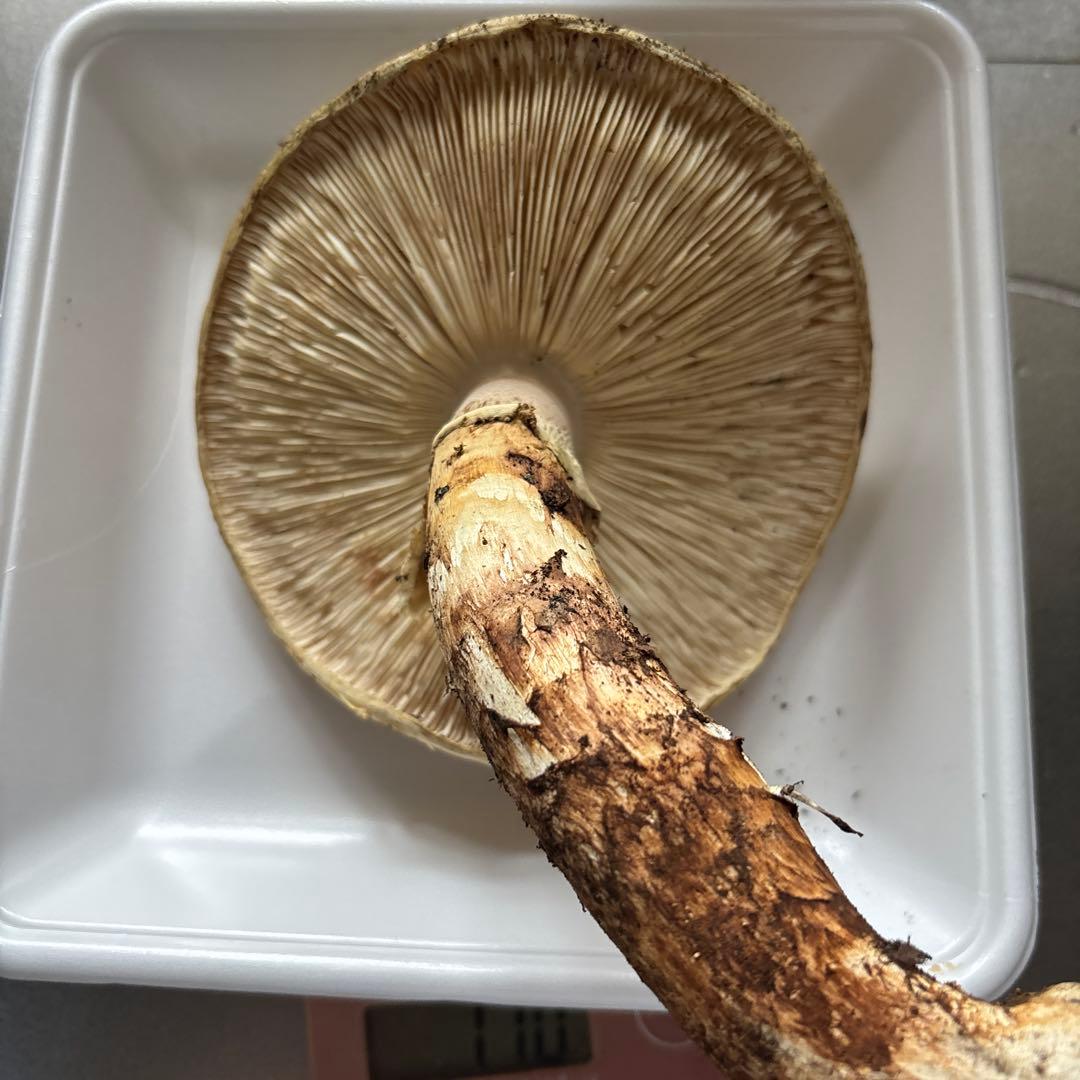 岩手県　宮古産　　天然松茸