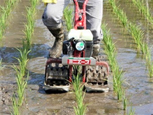 農家保有米 令和7年産 コシヒカリ 20kg(5kg×4) 玄米 20キロ 新米