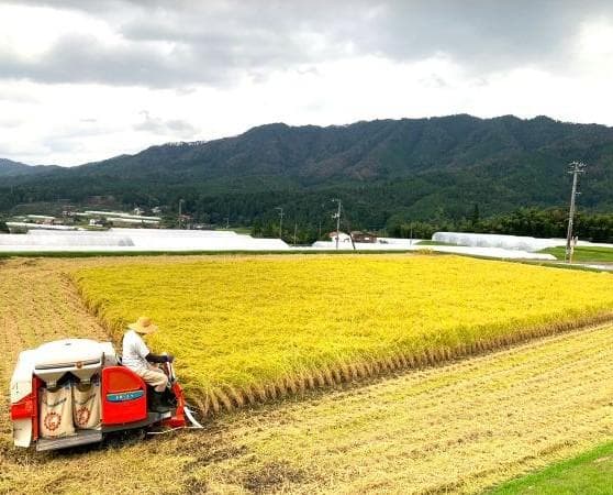 農家保有米 令和7年産 コシヒカリ 20kg(5kg×4) 玄米 20キロ 新米