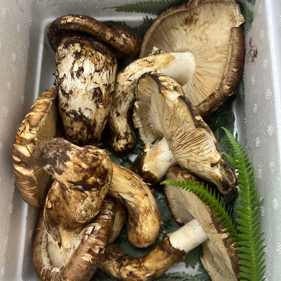 超新鮮中国産松茸 6本入り 約1キロ入り 良い香り！ひらき！