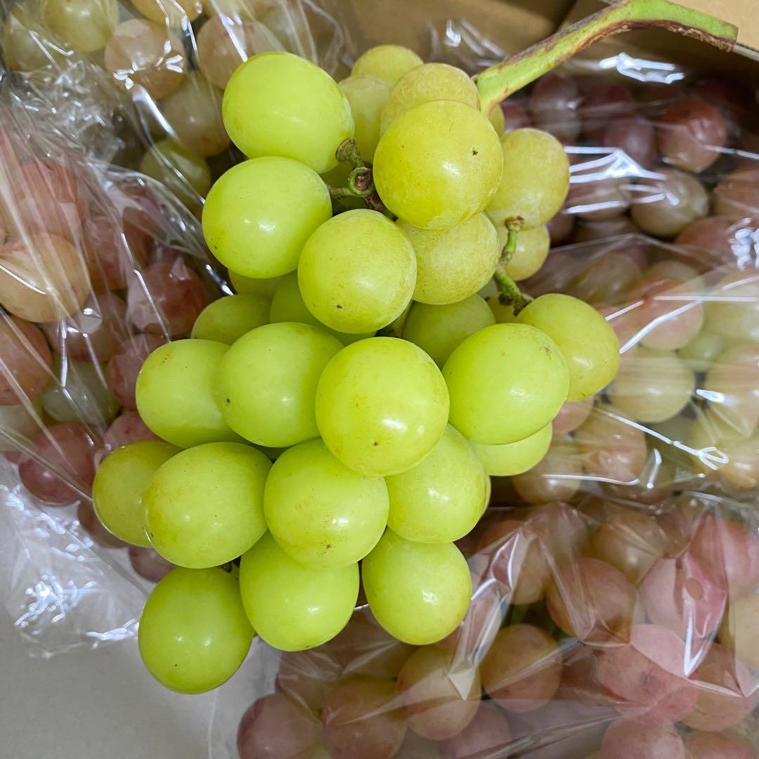 山梨県産　訳あり家庭用　シャインマスカット　コトピー　10房箱込み5.2kg ②