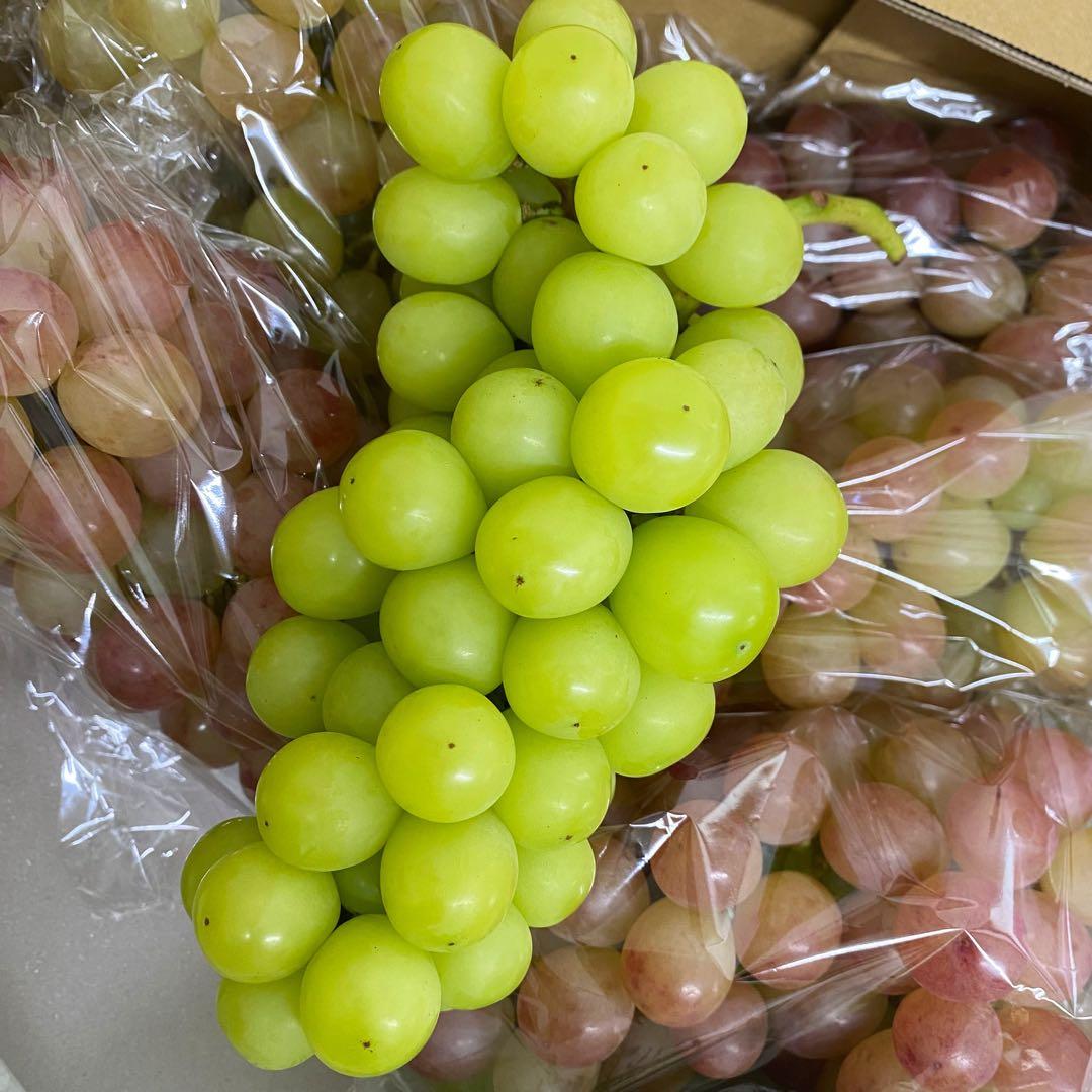 山梨県産　訳あり家庭用　シャインマスカット　コトピー　10房箱込み5.2kg ②