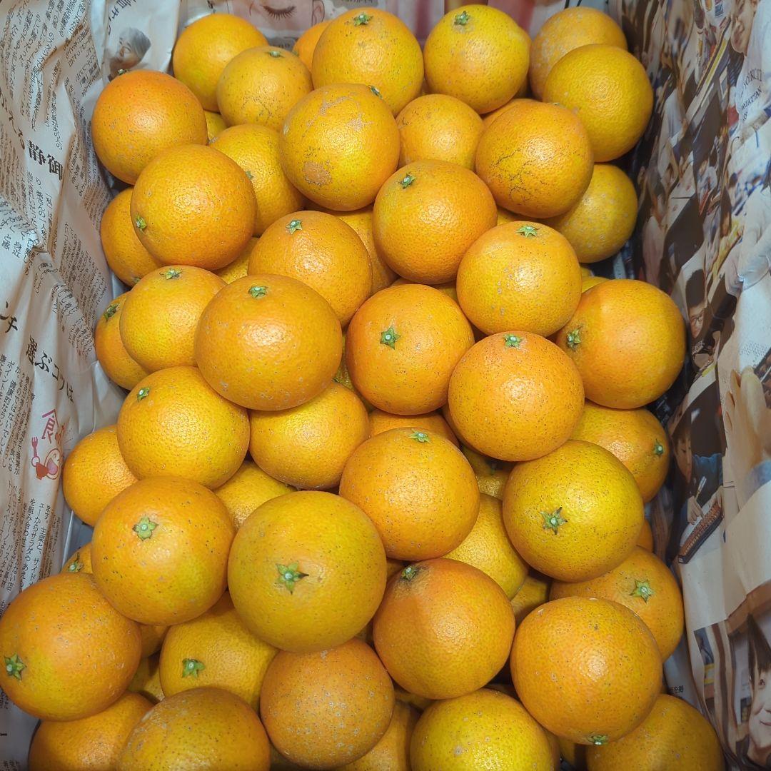 74愛果 まどんな 家庭用小玉 10kg