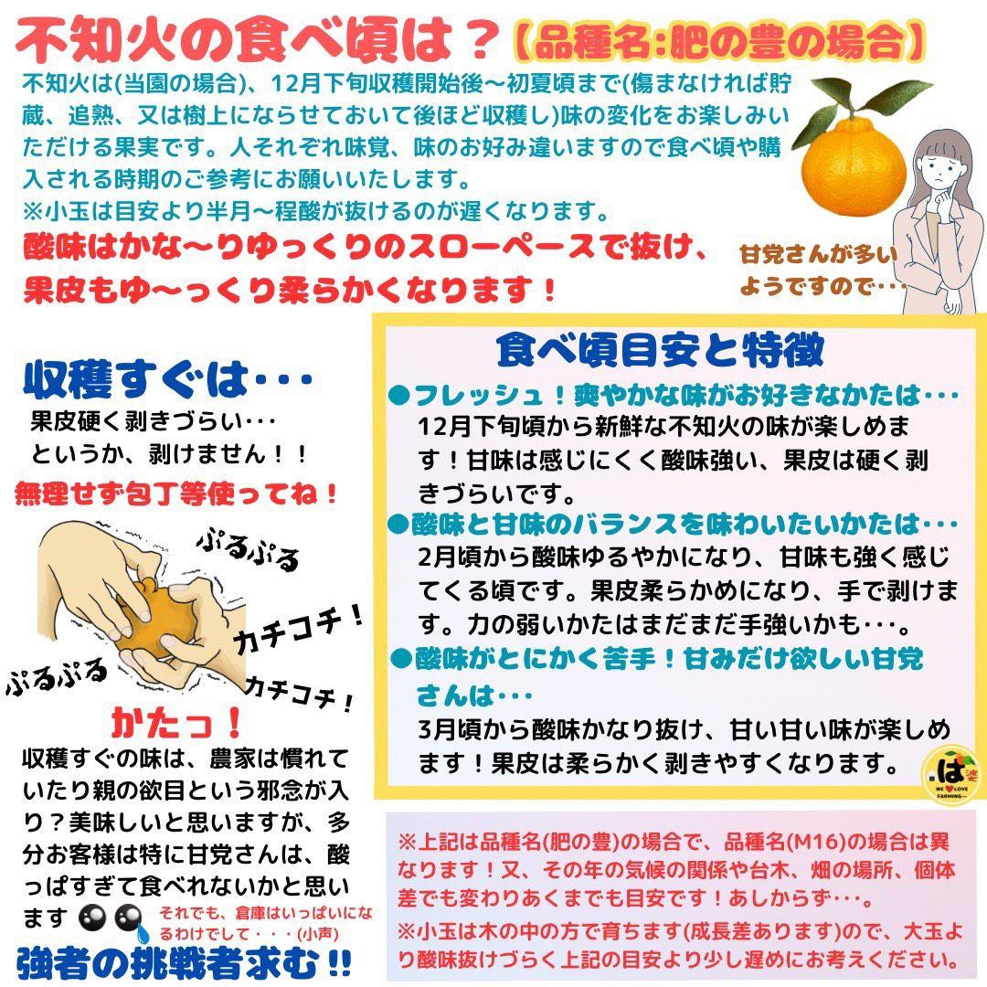 ※確認用　家庭用　大玉MIX箱込み4.5kg以上【露地栽培　不知火　デコポン】