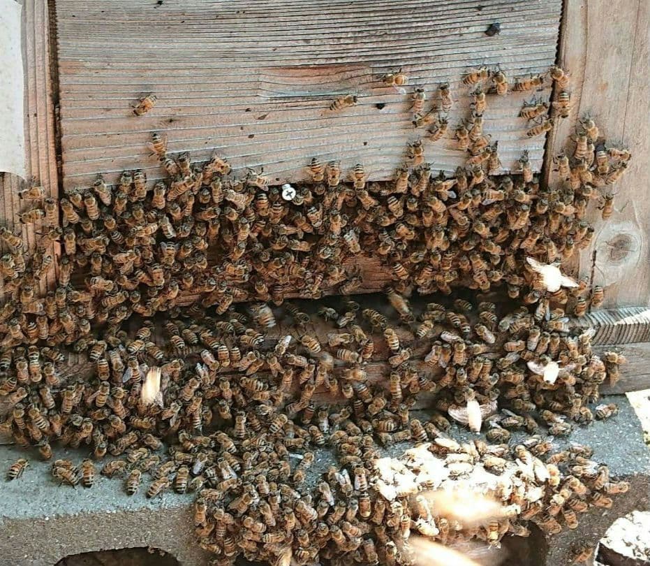 蜂蜜　1200g 2本 生蜂蜜　完熟はちみつ　非加熱　国産蜂蜜　純粋蜂蜜