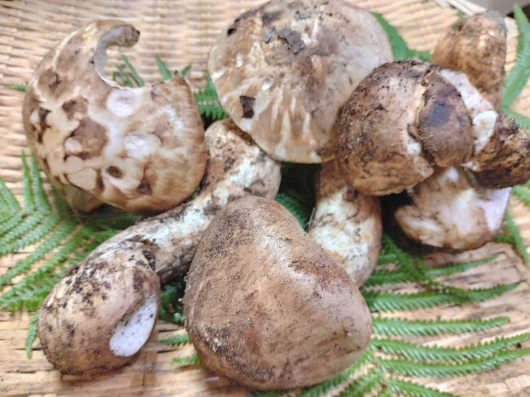 ま　天然きのこ　マツタケ　松茸　約500g　きのこ