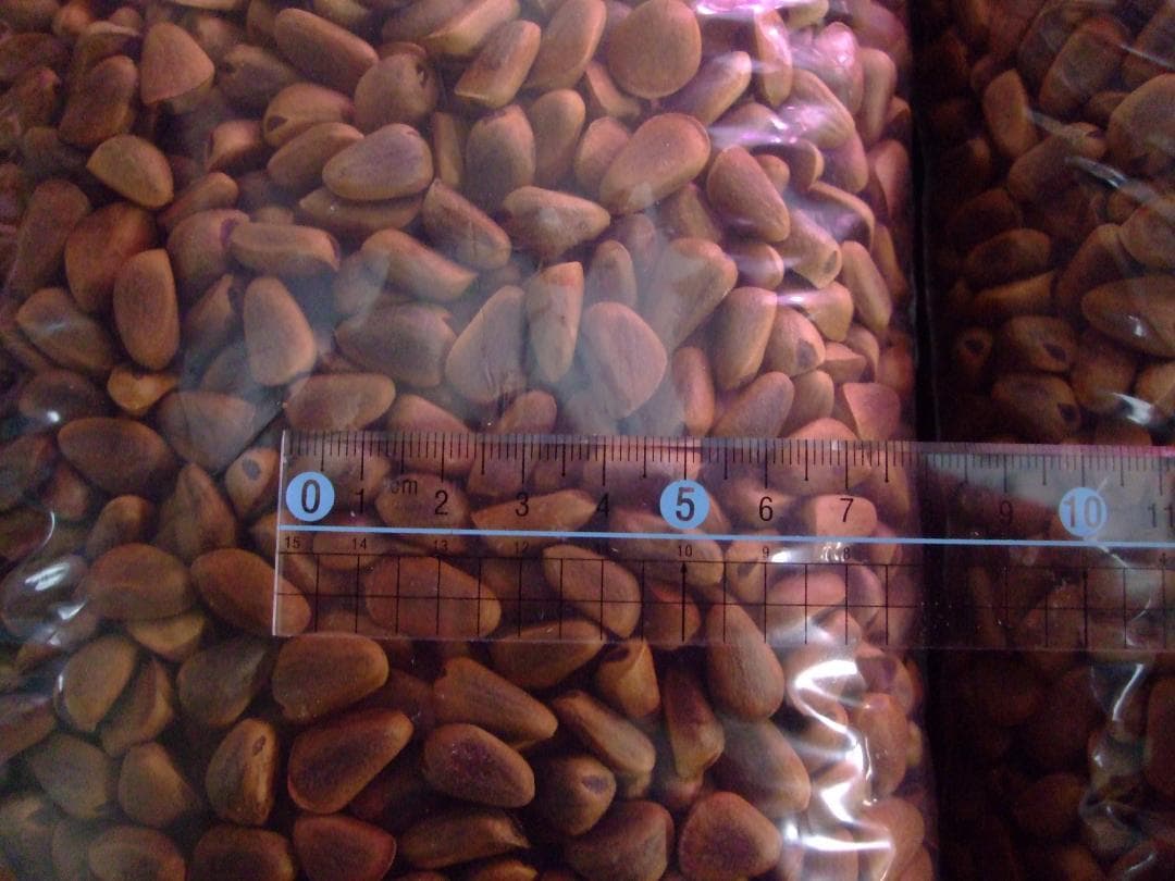 【リスのおやつ】 北海道産 天然 松の実 3.0kg 木の実