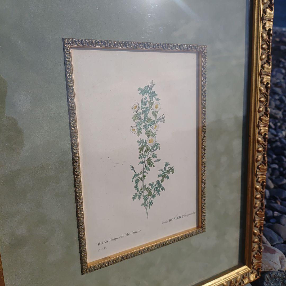 アンティーク額 ルドゥーテ バラ図譜 オクターヴォ版 ボタニカルアート