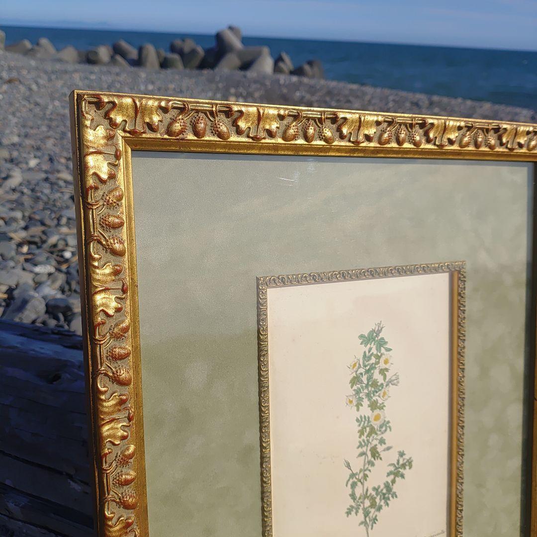 アンティーク額 ルドゥーテ バラ図譜 オクターヴォ版 ボタニカルアート