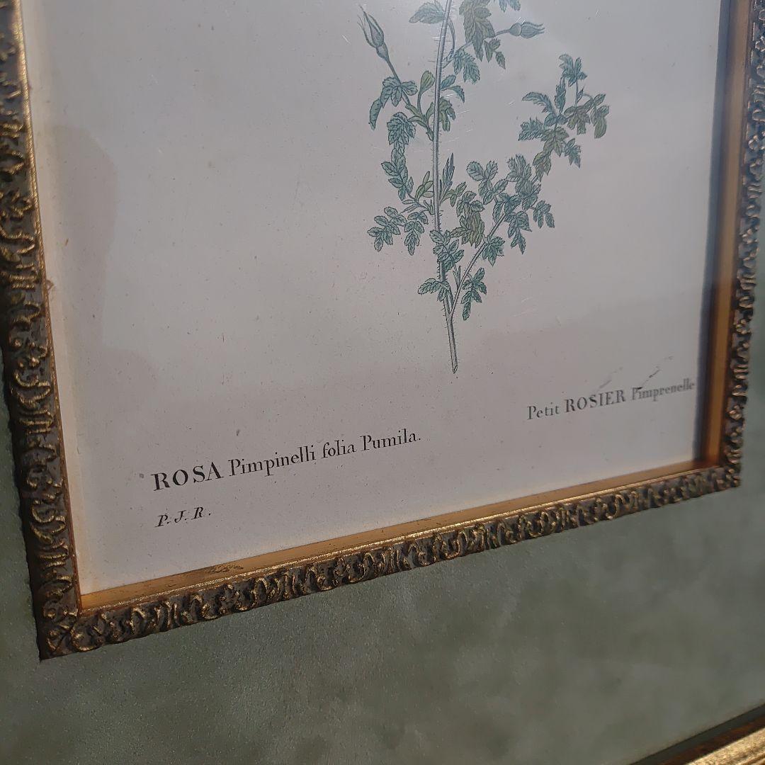アンティーク額 ルドゥーテ バラ図譜 オクターヴォ版 ボタニカルアート