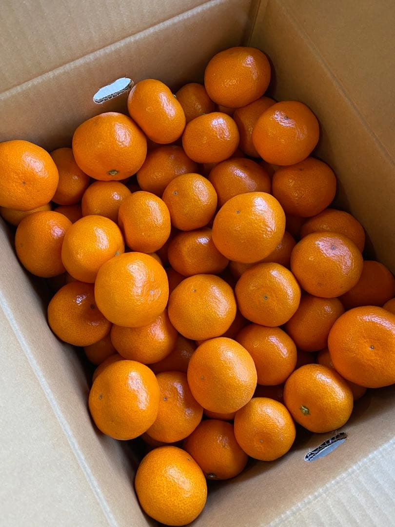 早生温州みかん　１０キロ