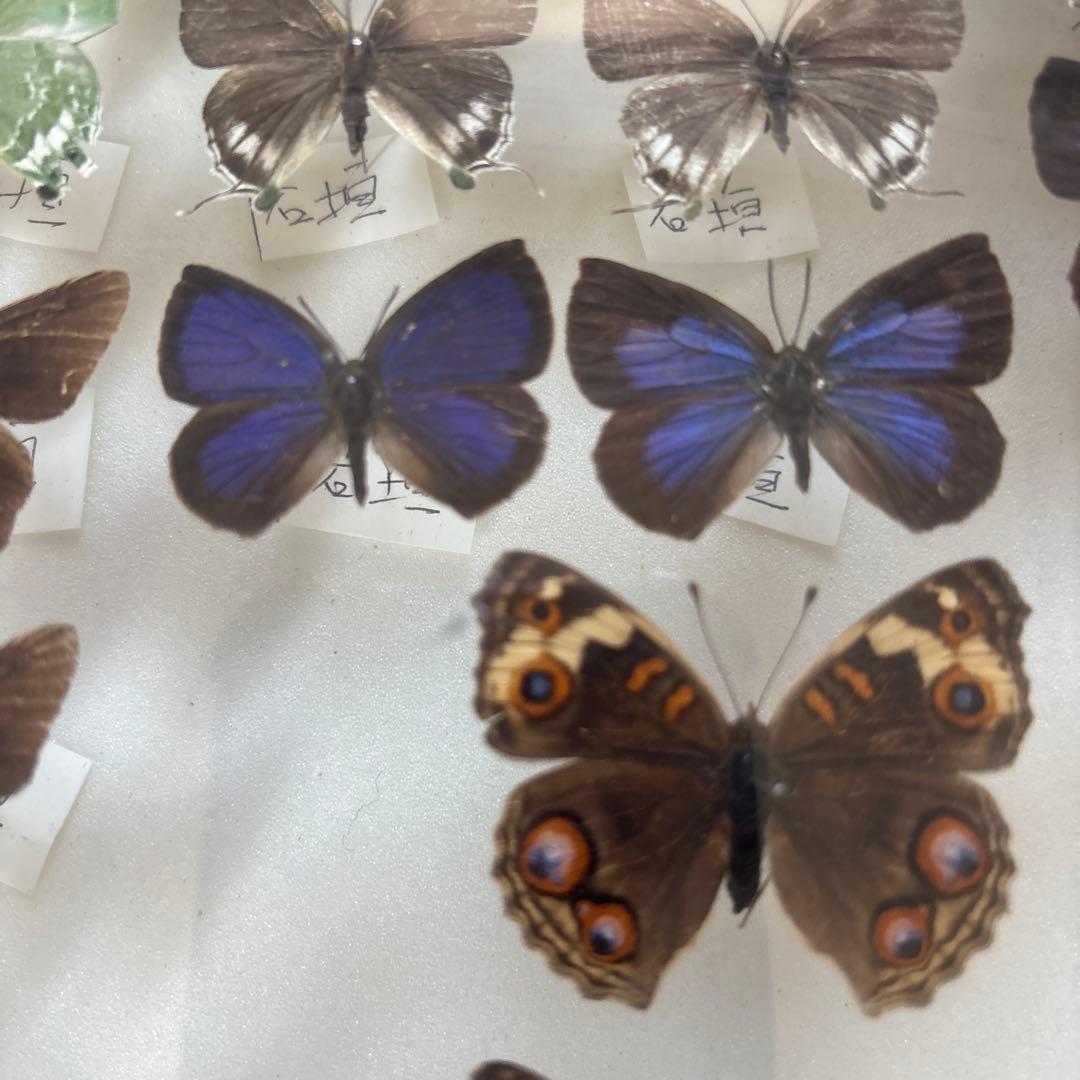 蝶の標本セット（ガラスケース入り）