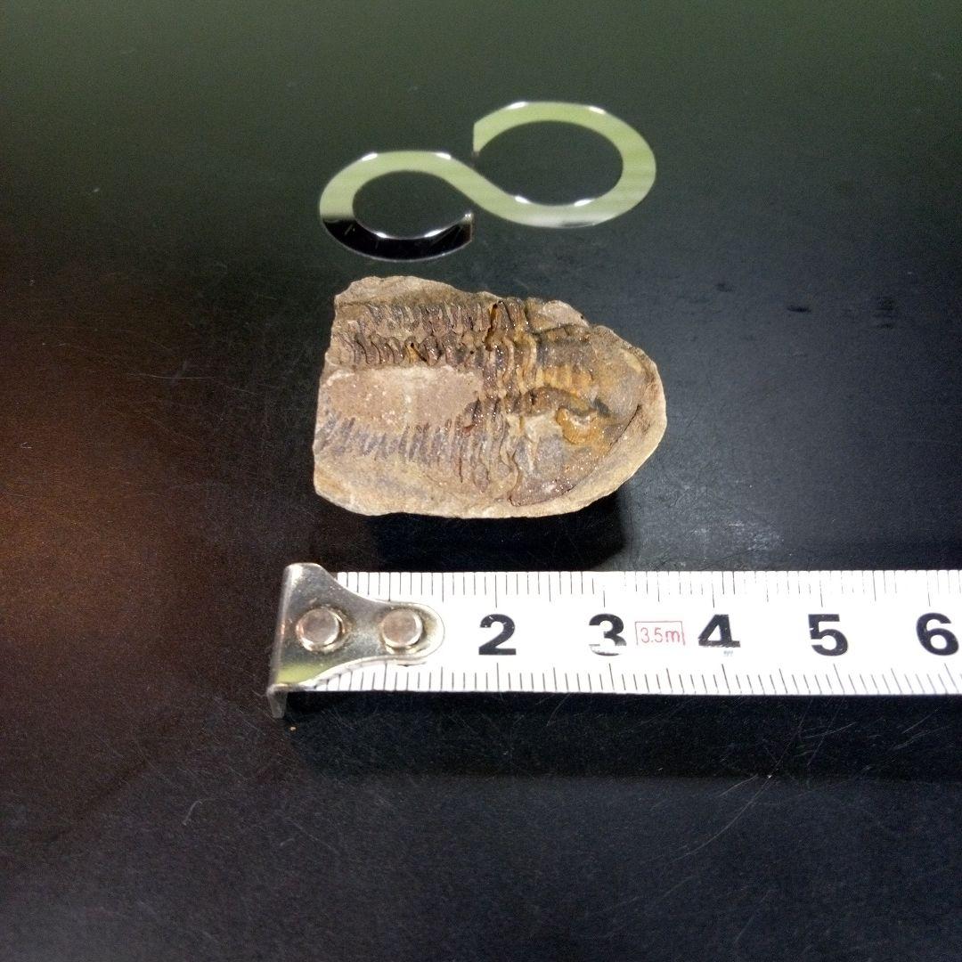 三葉虫　化石　ボリビア産　南アメリカ　trilobite　南米産fossil③