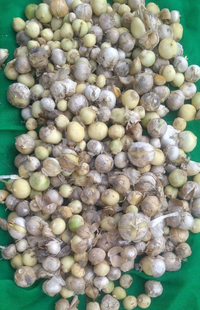 ジャンボにんにく 30kg 海月 2