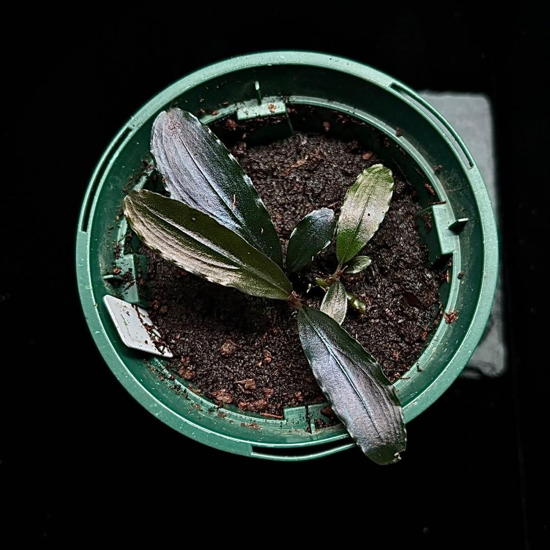 ブセファランドラ sp.センチピードロイヤルパープル