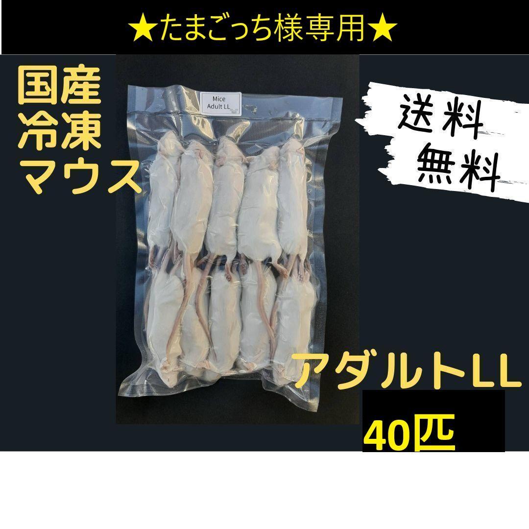 ★たまごっち★国産 冷凍マウスアダルトLL 40匹(一部地域発送不可