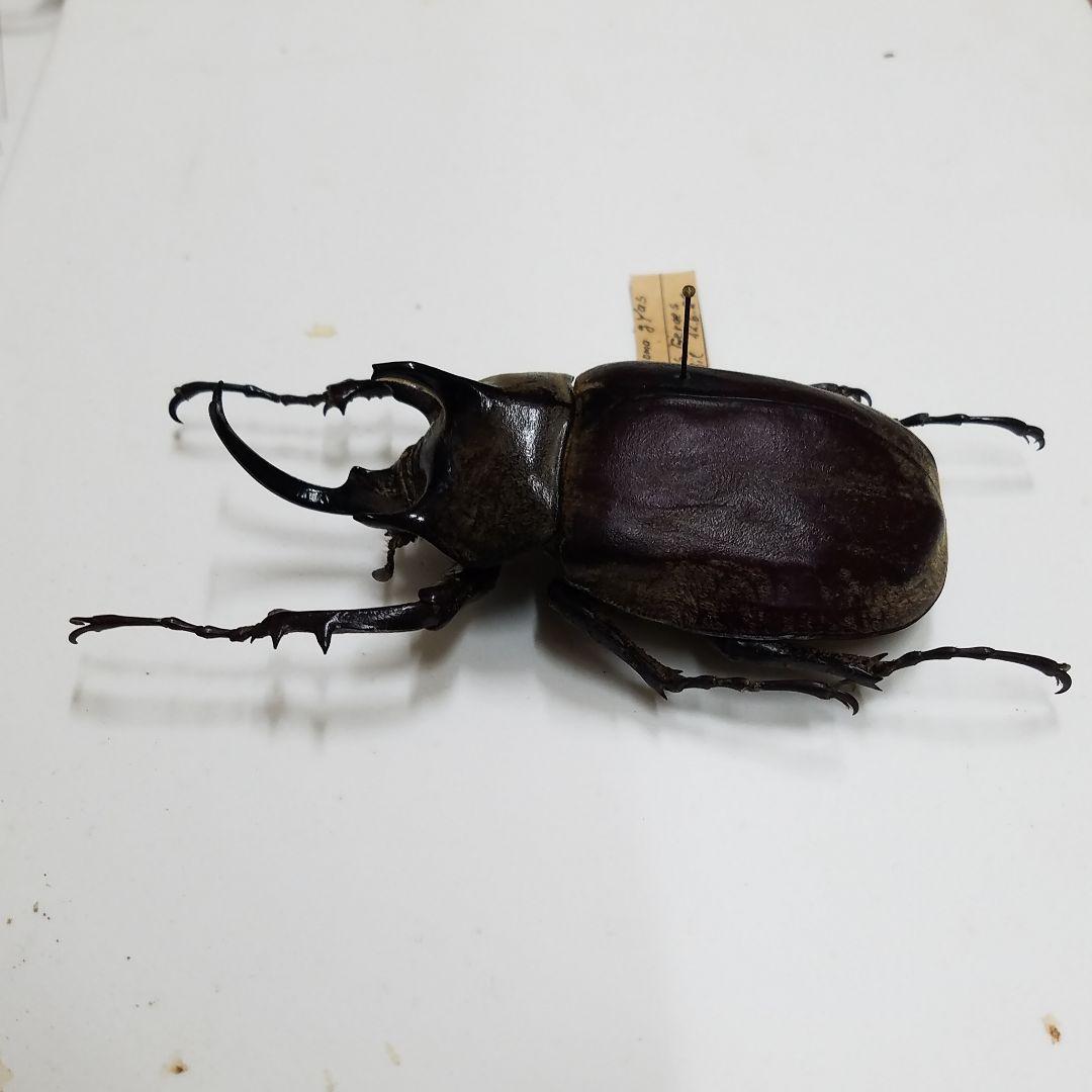 特別価格　コレクションシリーズギアスゾウカブト