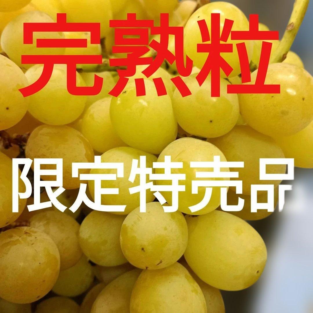 シャインマスカット完熟多め増量の、徳用5.5キロ入りの粒バック入りになります。