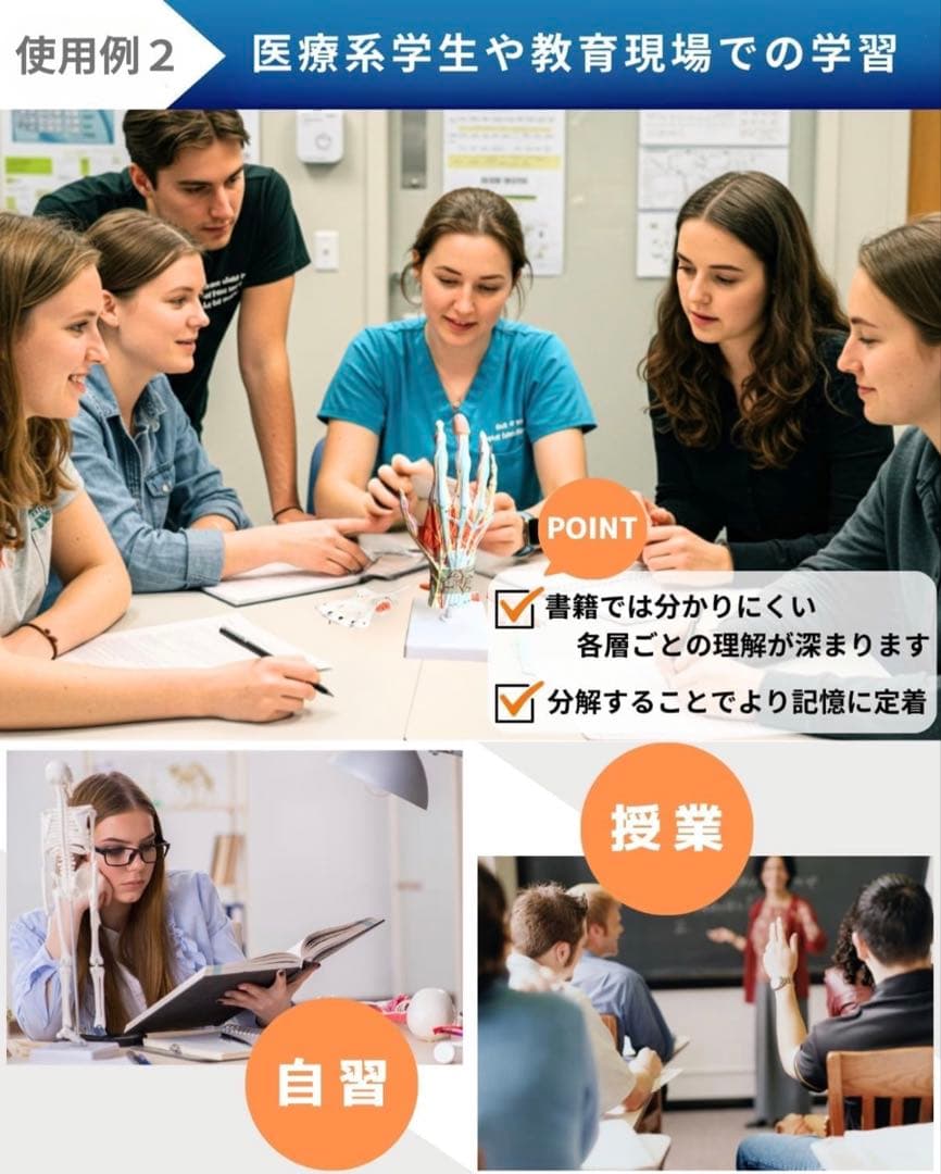 手解剖模型 7パーツ分解 等身大 軟部組織付き 理は人体模型 手関節 教材