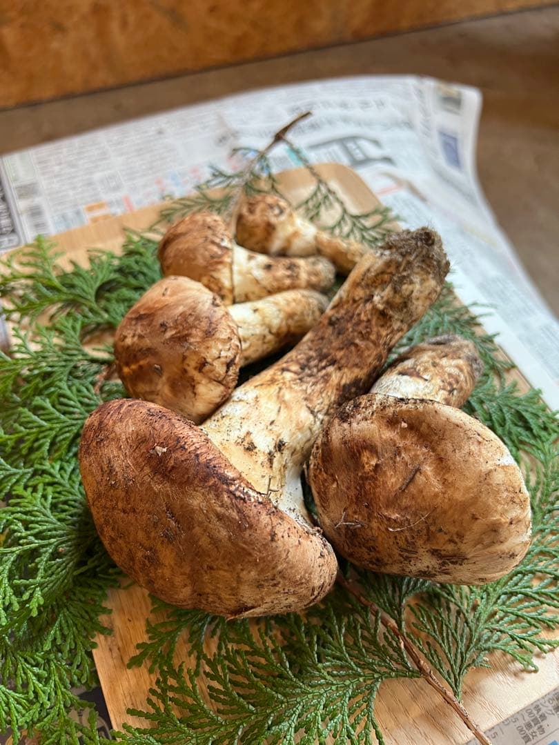 信州産　長野県産　松茸　334g 5本　辰野産