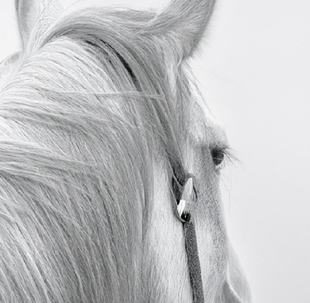 白馬／完全オリジナル・絵画のようなアートポスター　400×500