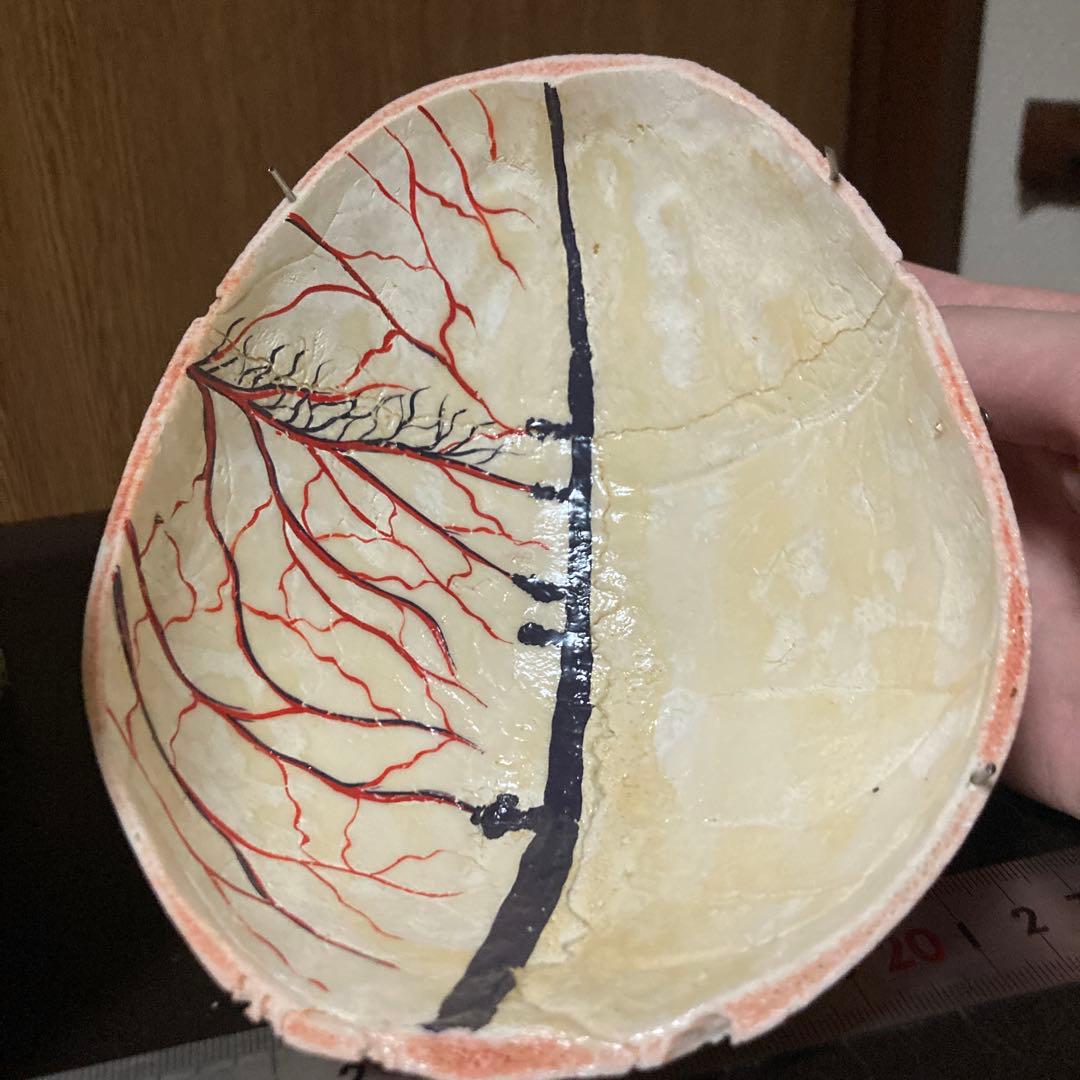 頭蓋骨　模型　解剖学