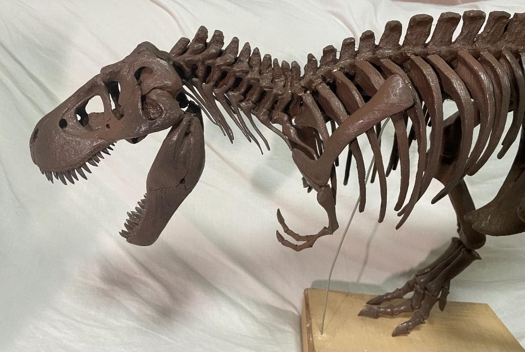 木彫　Tyrannosaurus rex 1/10　全身骨格模型 約97cm