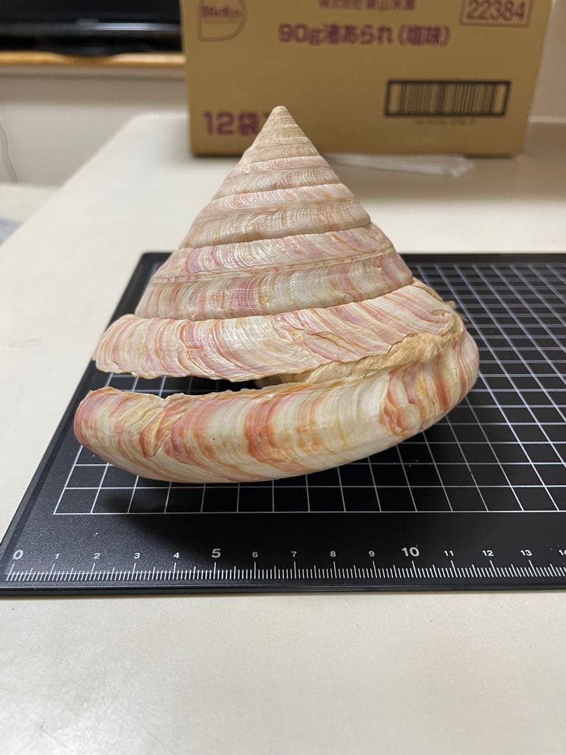 貝殻　標本　オキナエビス　特大